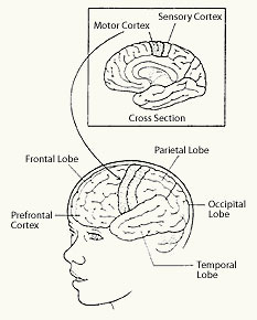 Research papers on bipolar disorder in children